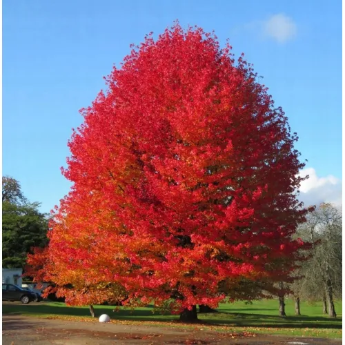 Ambrowiec balsamiczny sadzonka 