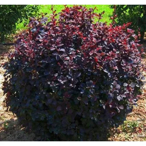 Berberys Thunberga sadzonka