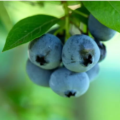 Borówka amerykańska BLUECROP Sadzonka 2-letnia