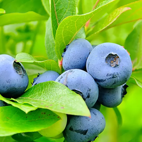 Borówka amerykańska BLUEGOLD Sadzonka 3-letnia