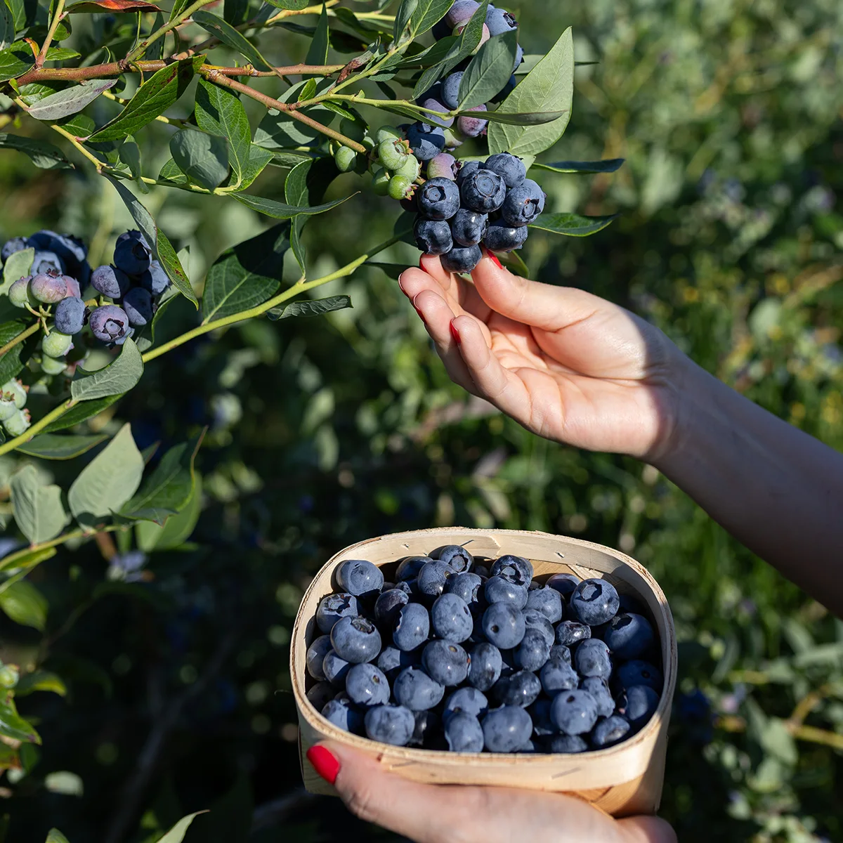 Najlepsze odmiany borówki amerykańskiej - ranking odmian dla polskiego ogrodu