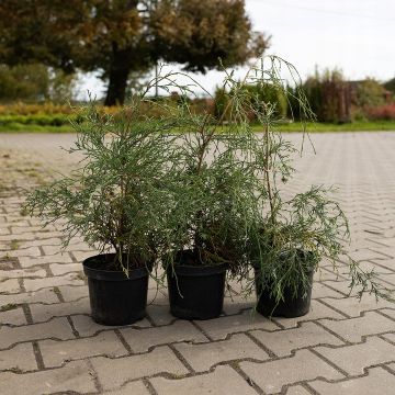 Cyprysik groszkowy Filifera sadzonka w doniczce