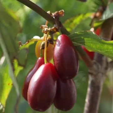 Dereń jadalny Macrocarpa - szczepiony