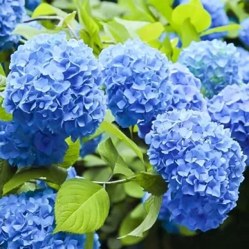Hortensja niebieska Nikko Blue