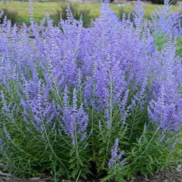 Lawenda Perovskia Blue Spire Sadzonka w doniczce