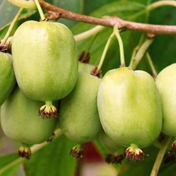 MINI KIWI Aktinidia ISSAI Samopylne