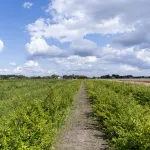 plantacja pigwowca japońskiego ekologiczna