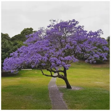 PAULOWNIA drzewko szczęścia sadzonka