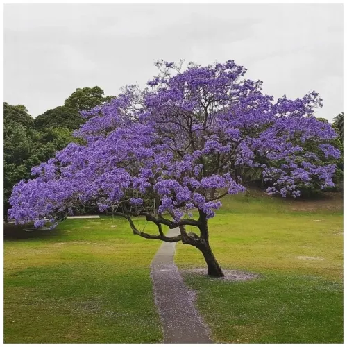 PAULOWNIA drzewko szczęścia sadzonka