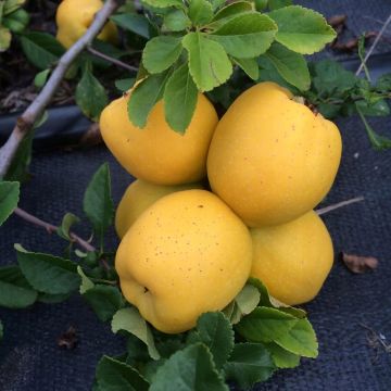 Pigwowiec fire dance sadzonka 