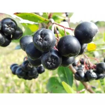 Sadzonki Aronia GALICJANKA