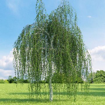 Sadzonki BRZOZA BRODAWKOWATA 10szt