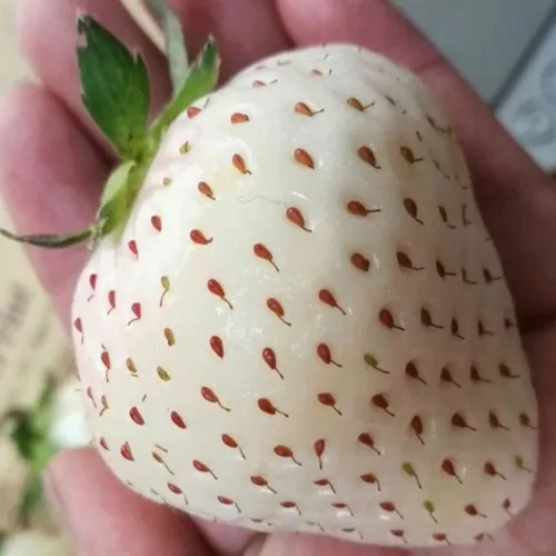 Truskawka biała Ananas Pineberry w doniczce P9