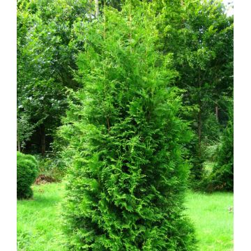 TUJA BRABANT sadzonka w doniczce THUJA