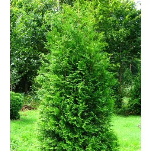 TUJA BRABANT sadzonka w doniczce THUJA