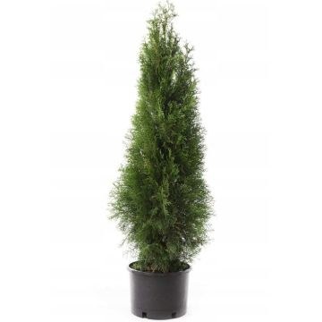 Tuja Szmaragd Duża Thuja w doniczce