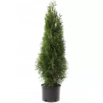 Hurt Tuja Szmaragd  Thuja w doniczce P9 20szt