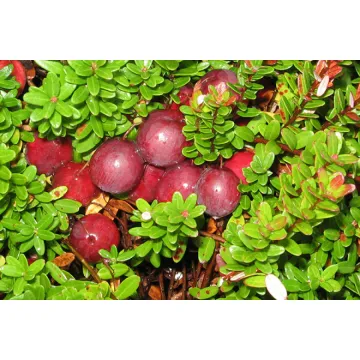 Żurawina wielkoowocowa FRANKLIN