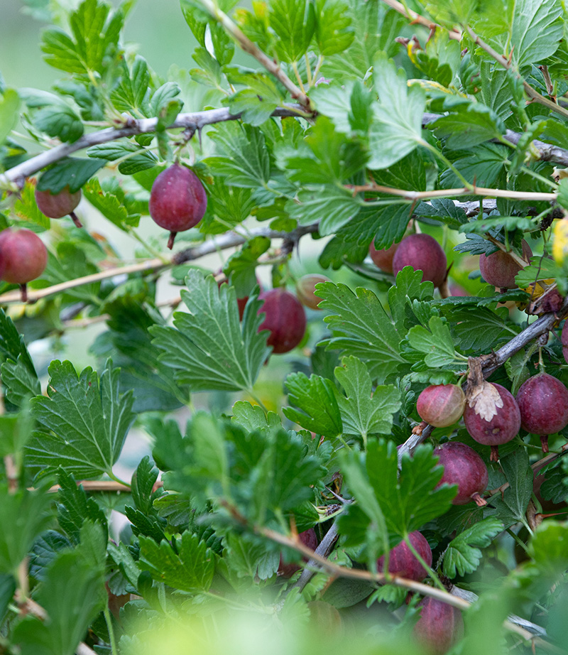 Agrest na żywopłot