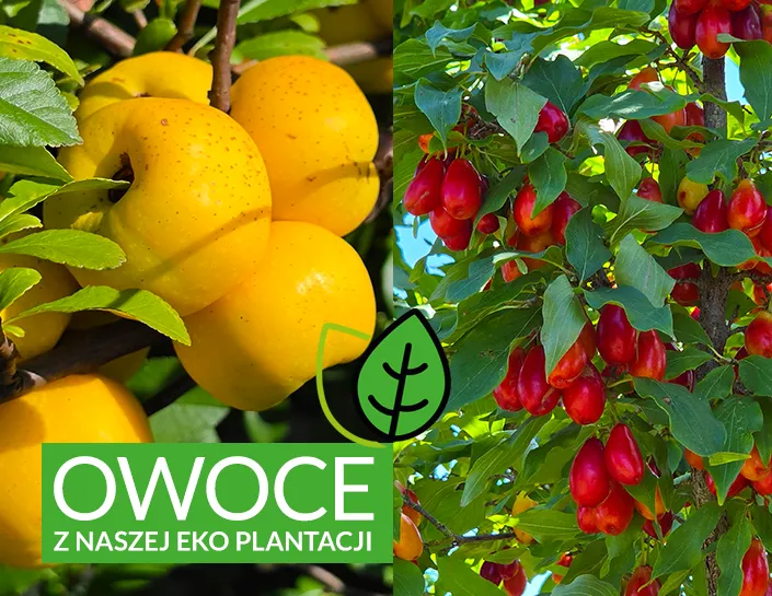 Owoce pigwowca japońskiego i derenia jadalnego