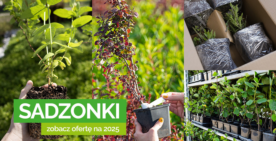 Sadzonki roślin owocowych i zodobnych Oferta 2025 r