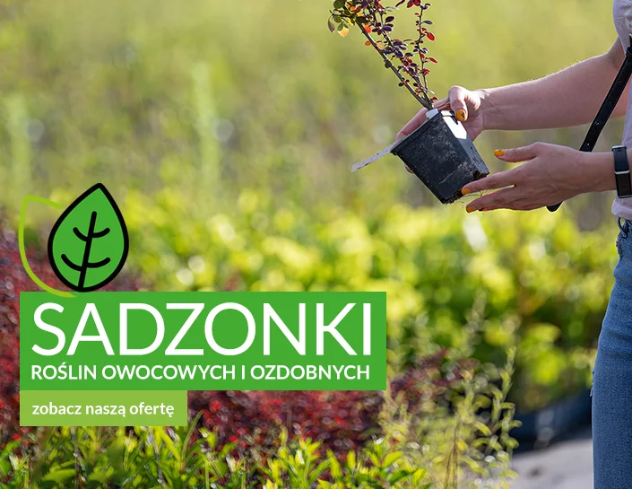 Sadzonki w Szkółce Matysiak