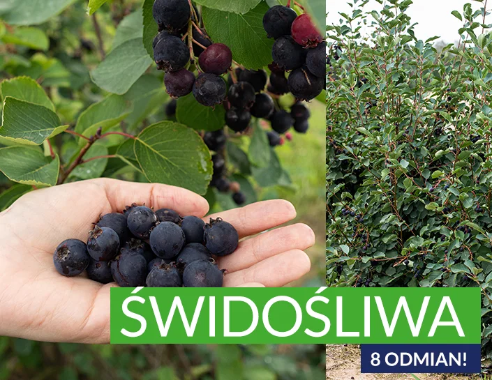 Świdośliwa Sadzonki aż 8 odmian