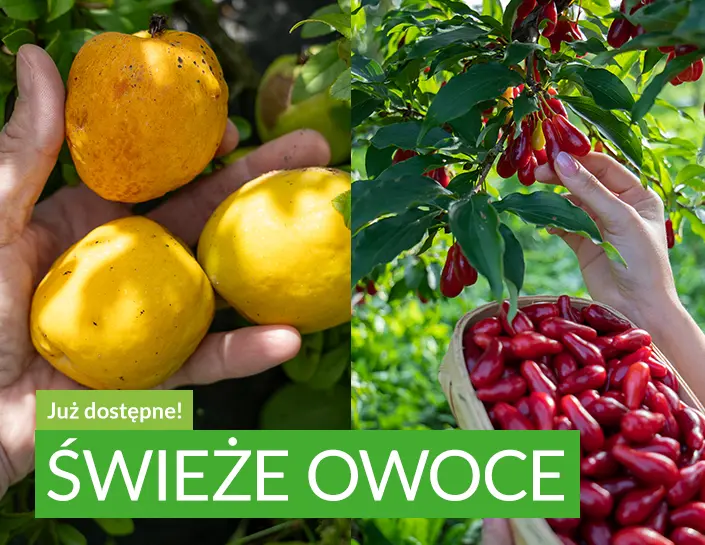 Świeże owoce pigwowca i derenia Zbiór 2025 